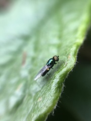 Microchrysa polita