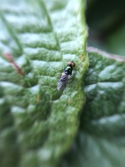 Microchrysa polita