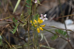 Securigera securidaca