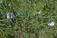 Psoralea axillaris