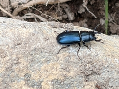 Platycerus oregonensis