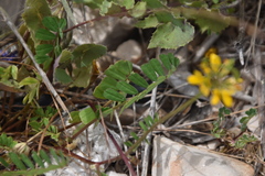 Securigera securidaca