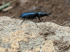 Platycerus oregonensis