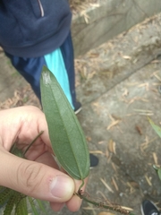 Smilax glabra