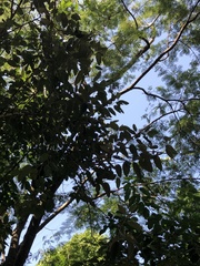 Moquiniastrum polymorphum