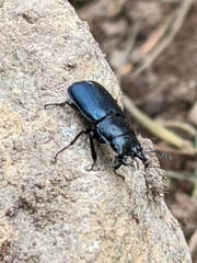 Platycerus oregonensis