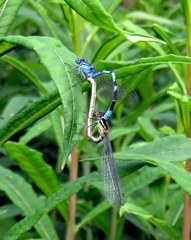 Enallagma cyathigerum