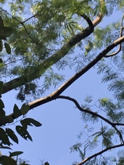 Moquiniastrum polymorphum