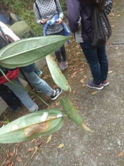 Smilax glabra