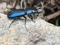Platycerus oregonensis
