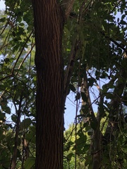 Moquiniastrum polymorphum