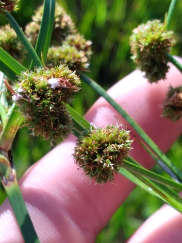 Cyperus blepharoleptos image