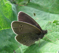 Aphantopus hyperantus