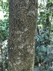 Cenostigma pluviosum