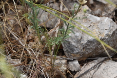 Linaria simplex