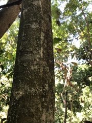 Senegalia polyphylla