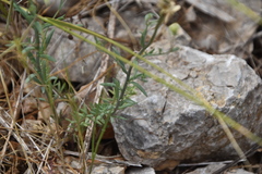 Linaria simplex