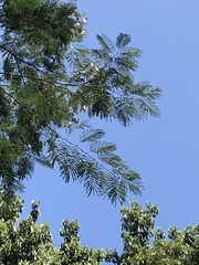 Senegalia polyphylla