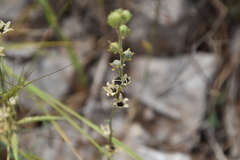 Linaria simplex