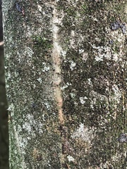 Senegalia polyphylla