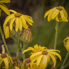 Senecio macrospermus