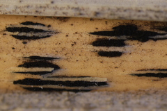 Apiospora sphaerosperma