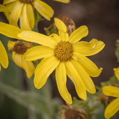 Senecio macrospermus