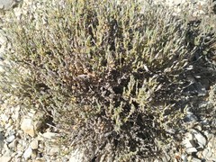 Arenaria delaguardiae