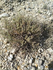 Arenaria delaguardiae