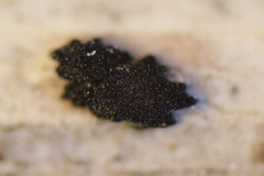 Apiospora sphaerosperma