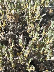 Arenaria delaguardiae