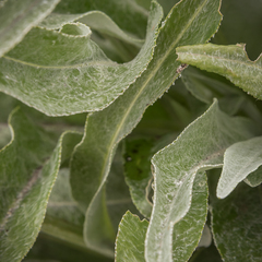 Senecio macrospermus