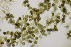 Apiospora sphaerosperma