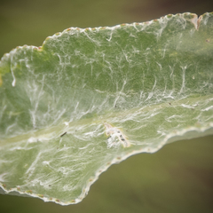 Senecio macrospermus
