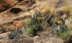 Cotyledon orbiculata image