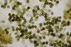 Apiospora sphaerosperma