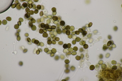 Apiospora sphaerosperma