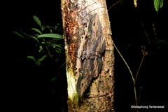 Anisoneura aluco