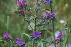 Echium vulgare pustulatum