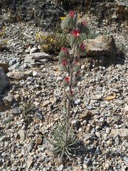 Echium albicans