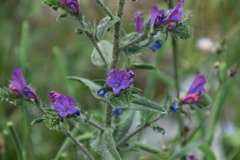 Echium vulgare pustulatum