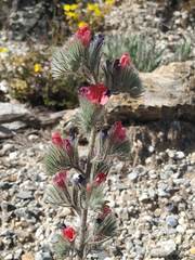 Echium albicans