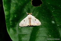 Penicillifera apicalis