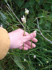 Allium roseum