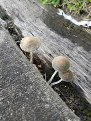 Coprinellus arenicola