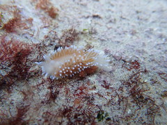 Antiopella capensis