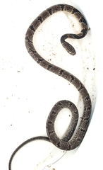 Dipsas neuwiedi