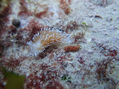 Antiopella capensis