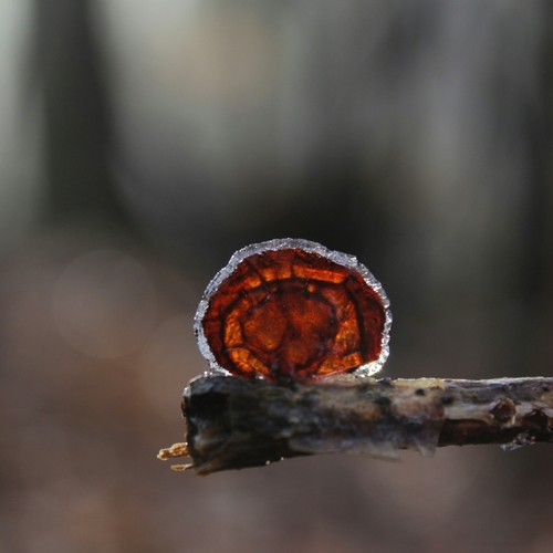 American Amber Jelly Fungus