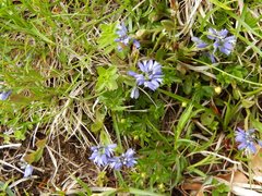 Polygala alpestris